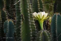 Cereus pterogonus